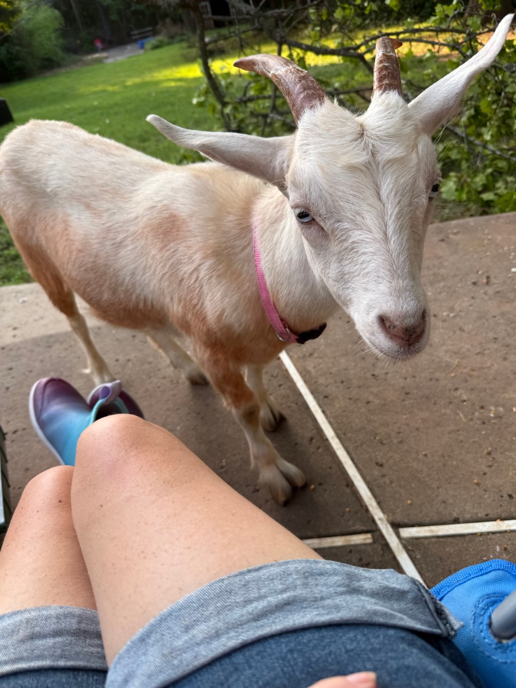 Life Lesson #47 from the Homestead: Goats, Poop, and Blueberries&nbsp;(?)