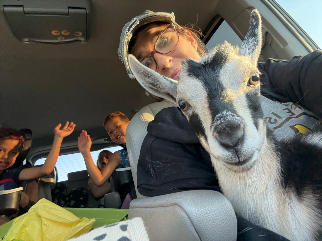 How I Accidentally Started a Goat Cult in My Backyard: A Love Story in Screams and&nbsp;Headbutts